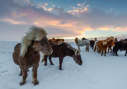 iceland horses 111916559859